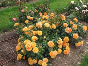 ARIZONA SUN (floribunda)